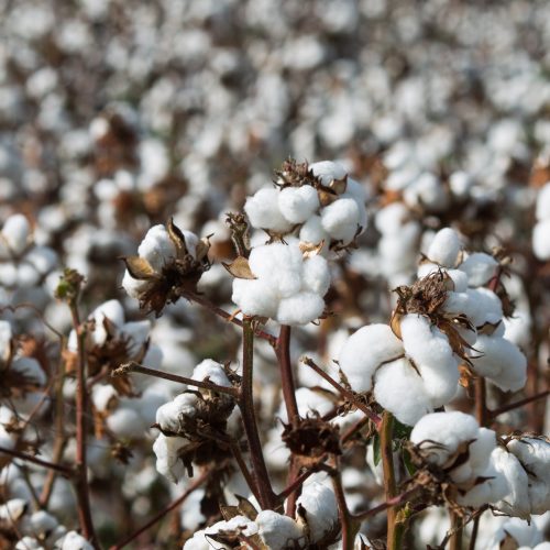 Mato Grosso: boas perspectivas para a colheita, apesar de desafios climáticos e aumento da infestação de pragas