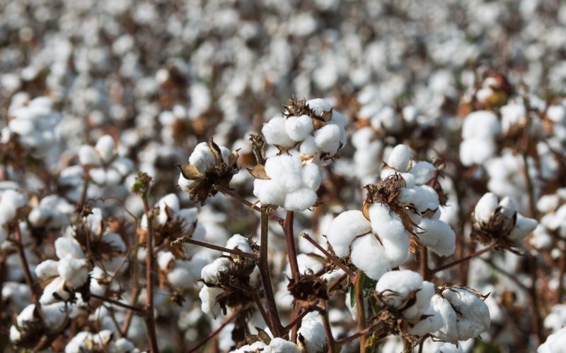 Mato Grosso: boas perspectivas para a colheita, apesar de desafios climáticos e aumento da infestação de pragas