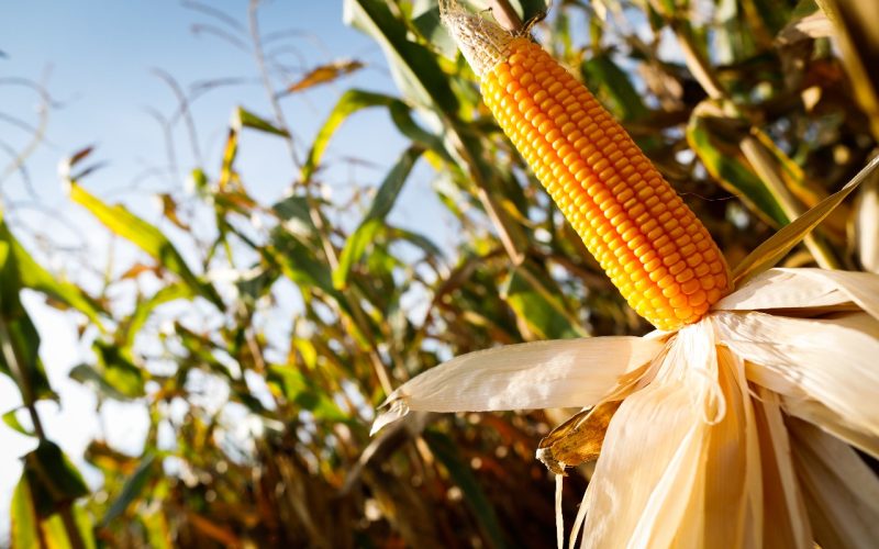 Clima oscila e compromete produtividade do milho no MT, RO e MATOPIBAPA
