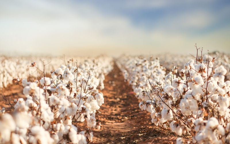IHARA realiza o 4º Tour do Algodão e reúne especialistas para debater os desafios e soluções da cotonicultura brasileira