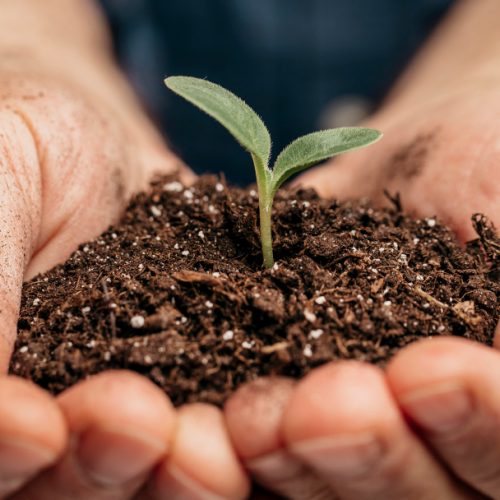 Transformações nos Fertilizantes Agrícolas: Cauê Lopes Martins Explora Seus Impactos Positivos no Campo