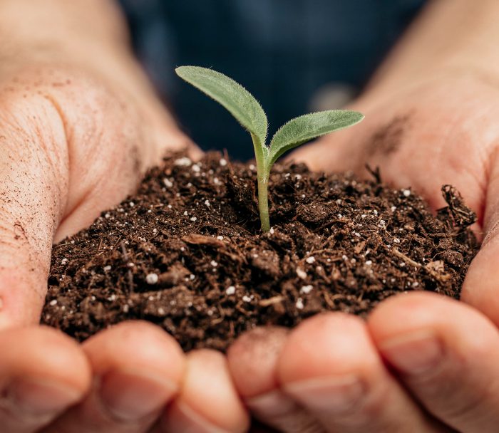 Transformações nos Fertilizantes Agrícolas: Cauê Lopes Martins Explora Seus Impactos Positivos no Campo
